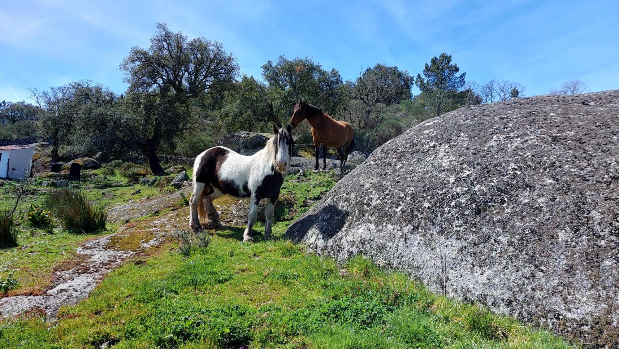 Magic Nature Lodge Marvão Kültér fotó